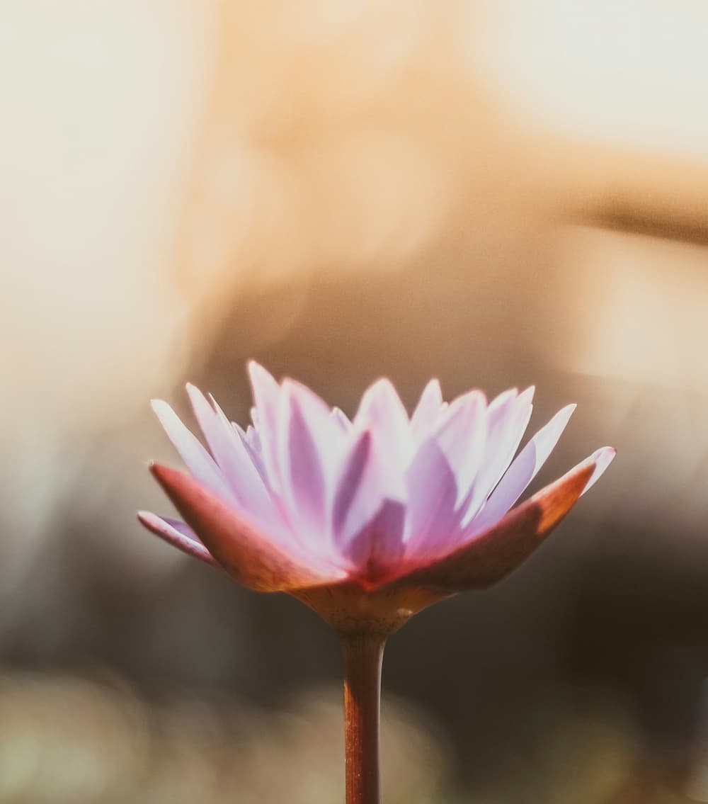 Pink-orange Lotusblume vor unscharfem, sonnigen Hintergrund.